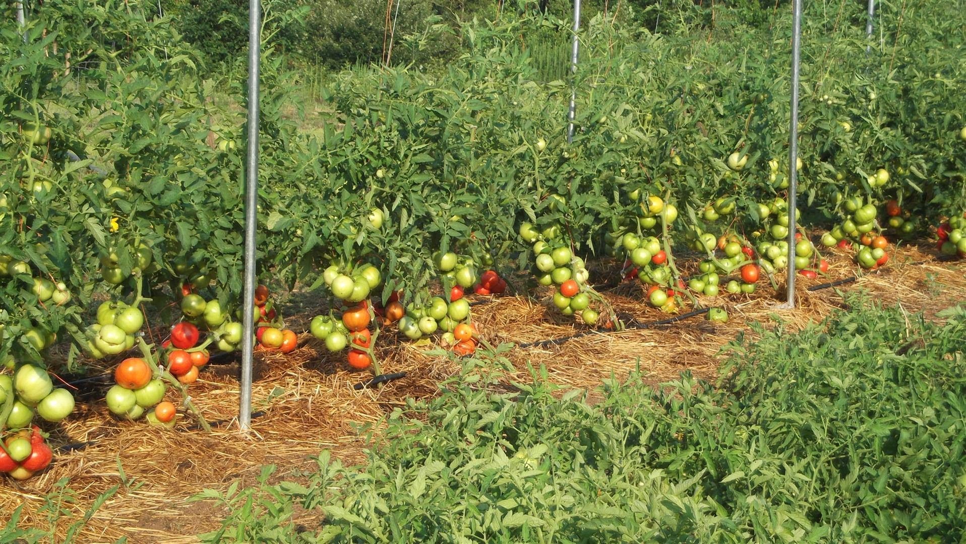 Growing Tomatoes